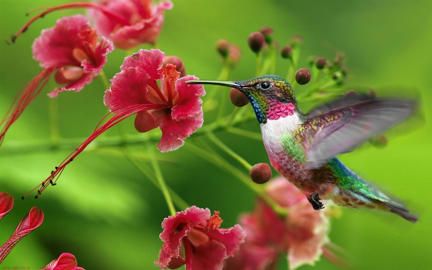 https://www.mzclick.com.br/wp-content/uploads/google-hummingbird.jpg