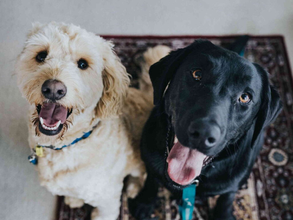 Marketing para criadores de cães | mzclick Marketing para criadores de cães